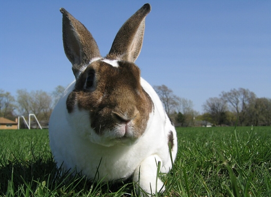 Rex Rabbits: Complete Guide to Breed Characteristics and Care